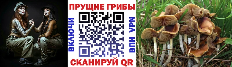 Галлюциногенные грибы прущие грибы Красноперекопск